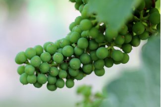 vino